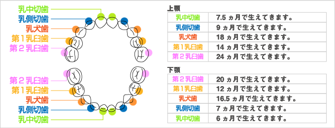 予防歯科・メンテナンス